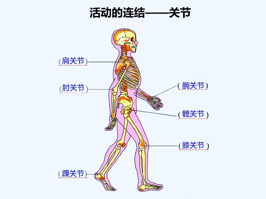 江苏省昆山市锦溪中学八年级生物上册17.1 人体的运动（第2课时）_第4页