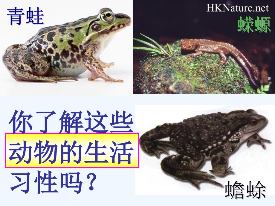 黑龙江省绥化市第九中学八年级下生物7.1.3《两栖动物的生殖和发育》课件（人教版）_第2页