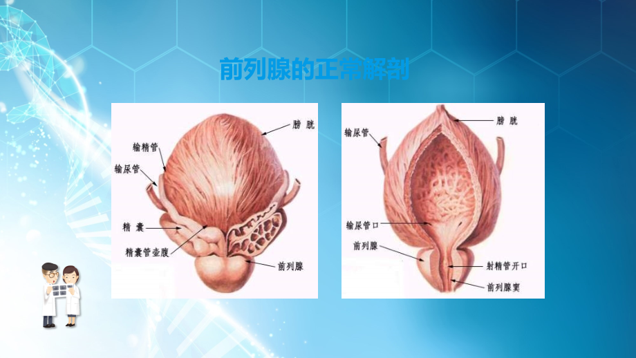 课件：泌尿外科见习_第4页