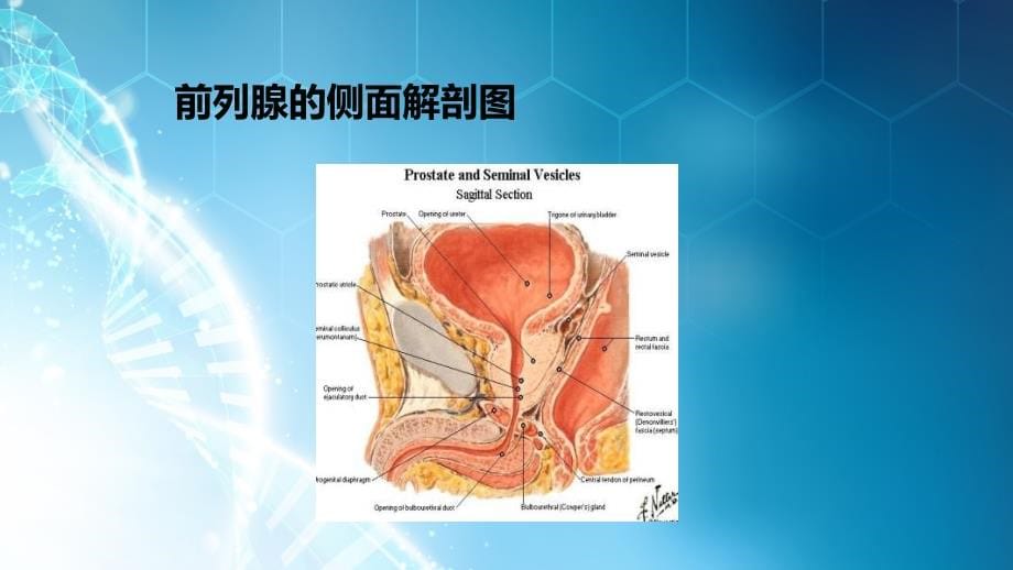 课件：泌尿外科见习_第5页