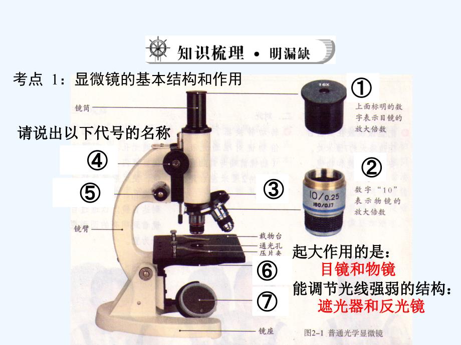 广东省中山市黄圃镇中学人教版生物中考复习课件：第二单元　生物体的结构层次  第一讲　显微镜和细胞25ppt_第4页