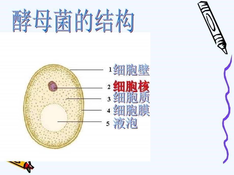 生物：济南版七年级上 第二单元第三章第三节《真菌》课件_第5页