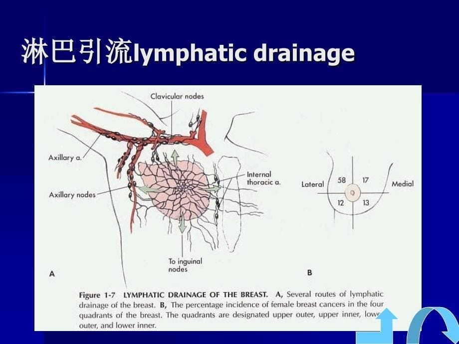 课件：乳房癌的护理_第5页