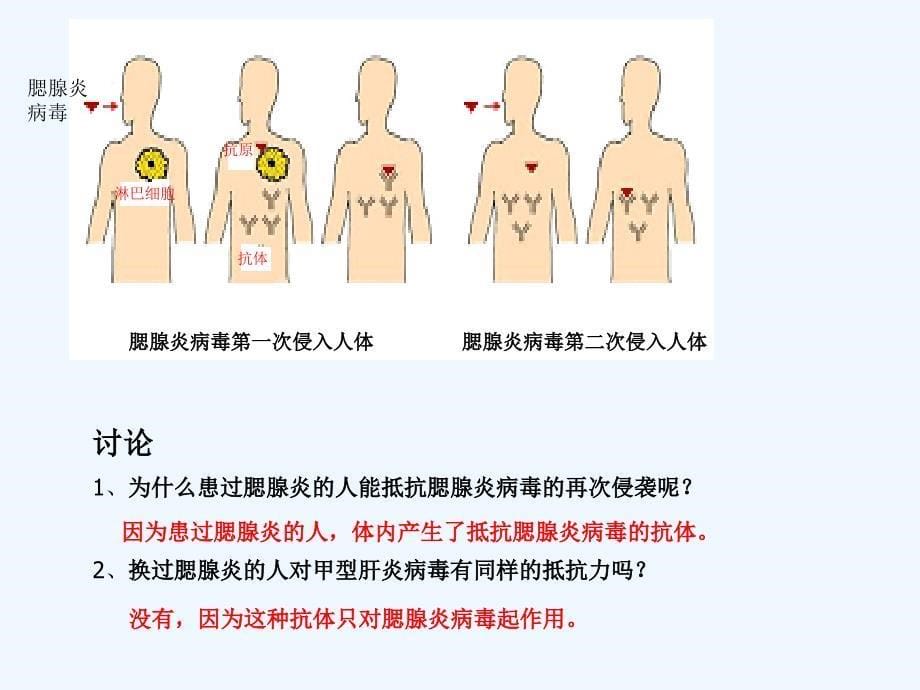 济南版生物七年级下册复习课件 免疫复习_第5页