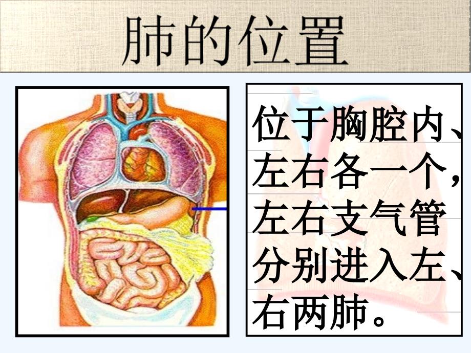 湖北省武汉市为明实验学校七年级生物 《第二节 发生在肺内的气体交换》课件_第2页