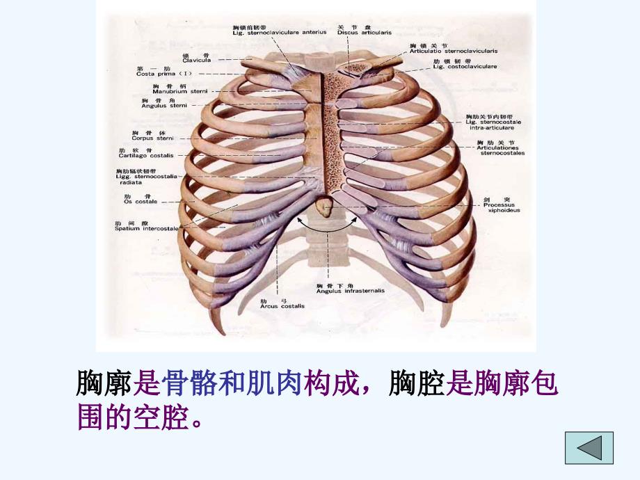 湖北省武汉市为明实验学校七年级生物 《第二节 发生在肺内的气体交换》课件_第4页