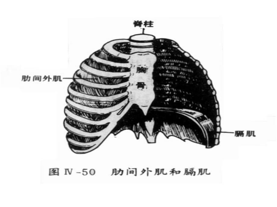 湖北省武汉市为明实验学校七年级生物 《第二节 发生在肺内的气体交换》课件_第5页