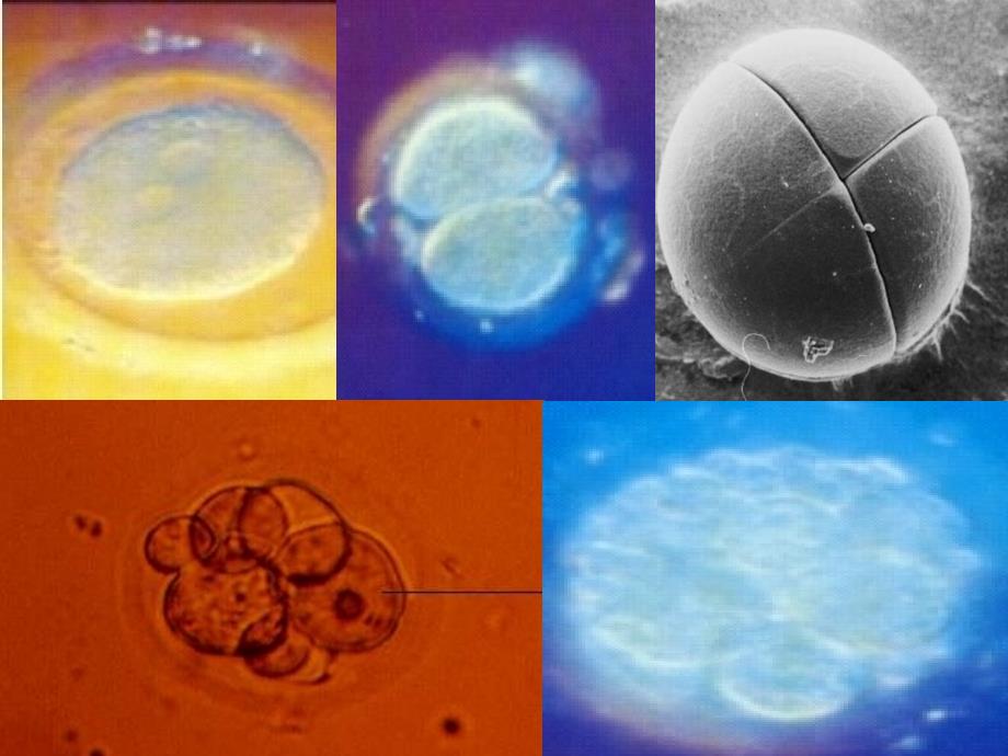 博才实验中学七年级生物上册《动物体的结构层次》课件 新人教版_第4页