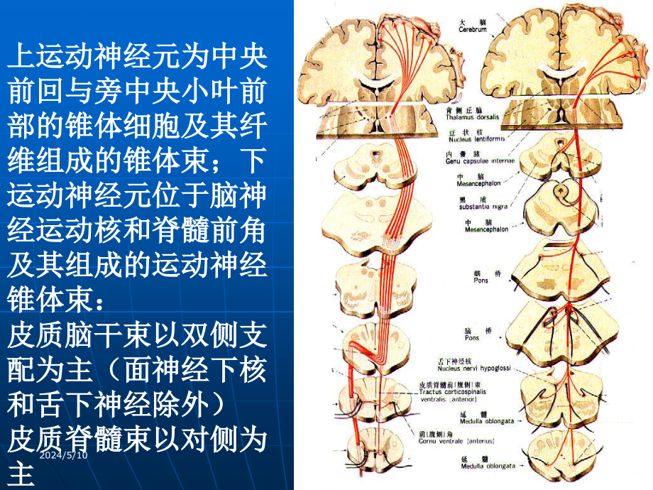 课件：神经系统定位诊断_第2页