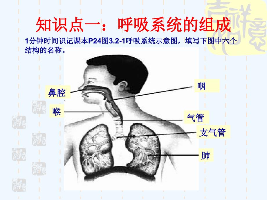 济南版生物七年级下册复习课件 复习需要空气_第3页