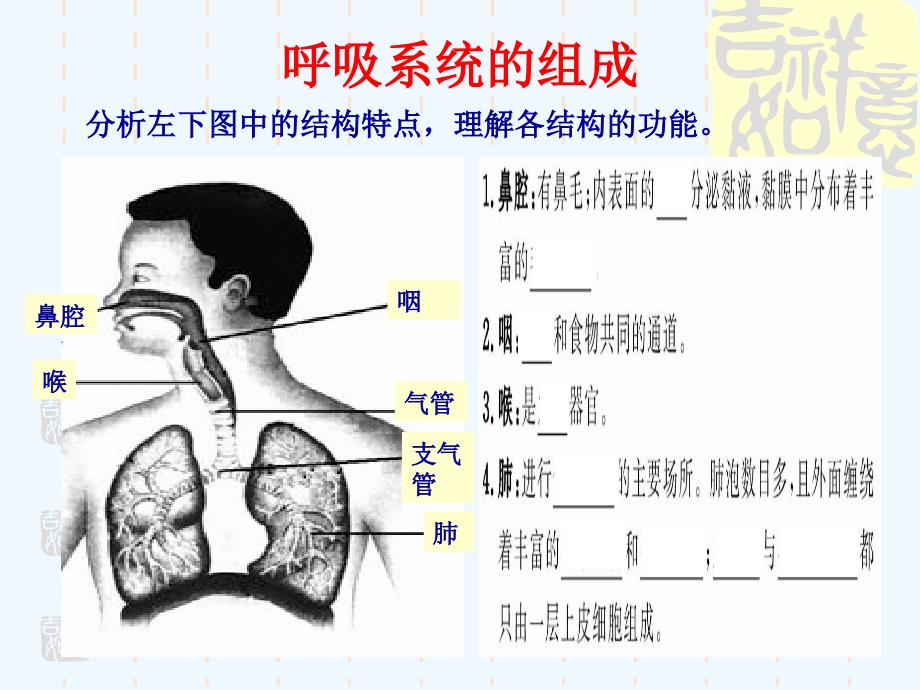 济南版生物七年级下册复习课件 复习需要空气_第4页