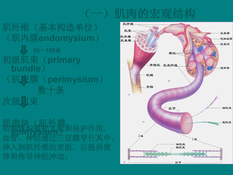 课件：肉的组织结构_第4页