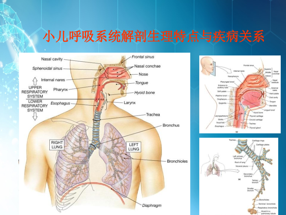 课件：小儿咳嗽治疗的新观点_第2页