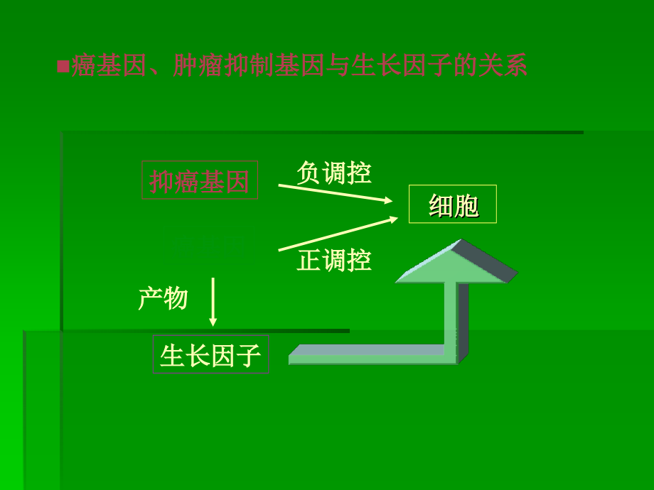 课件：癌基因、肿瘤抑制基因与生长因子详解_第3页