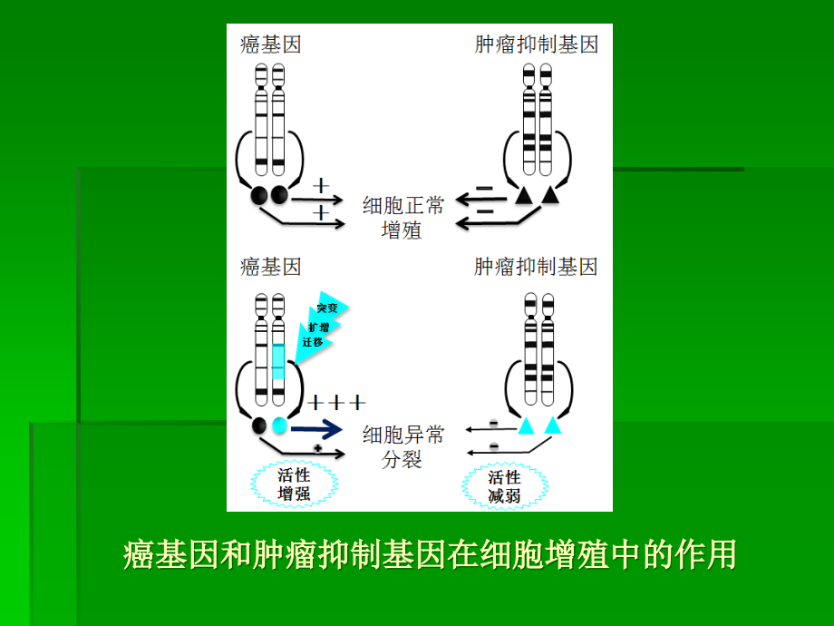 课件：癌基因、肿瘤抑制基因与生长因子详解_第4页