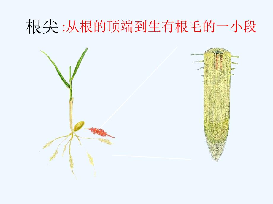 生物：苏教版七年级上5.2《植物根的生长》课件_第3页