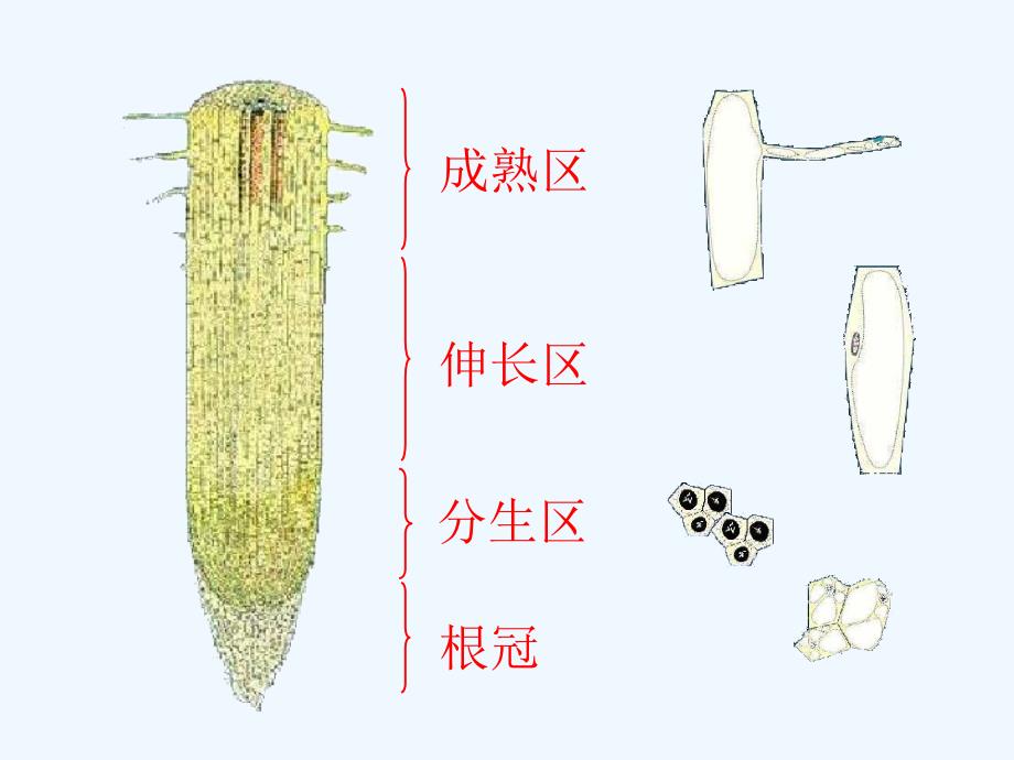 生物：苏教版七年级上5.2《植物根的生长》课件_第4页