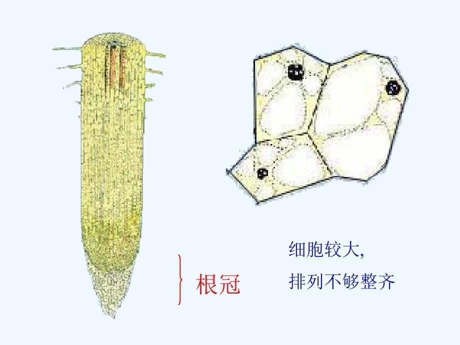 生物：苏教版七年级上5.2《植物根的生长》课件_第5页