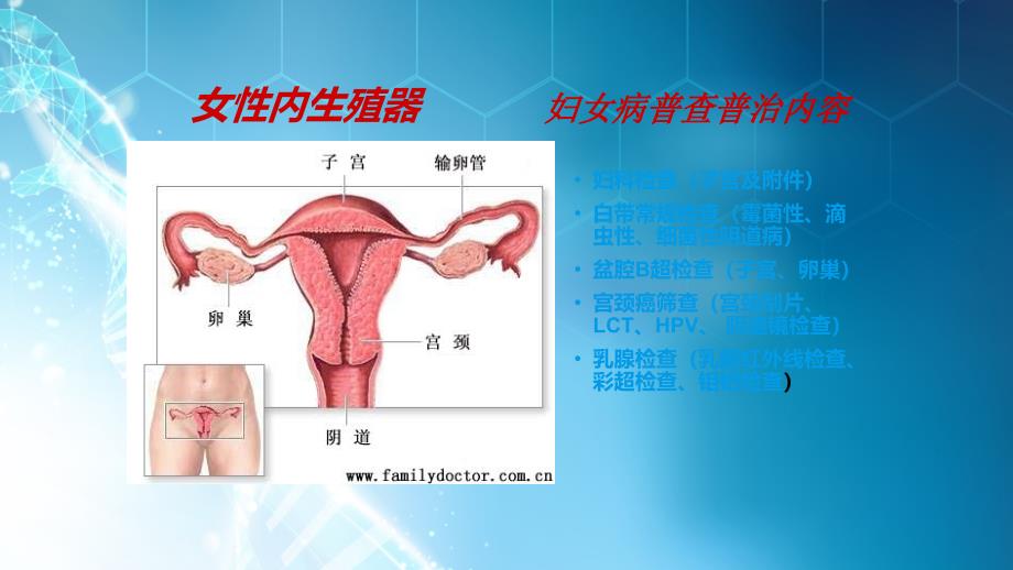 课件：常见女性疾病预防_第3页