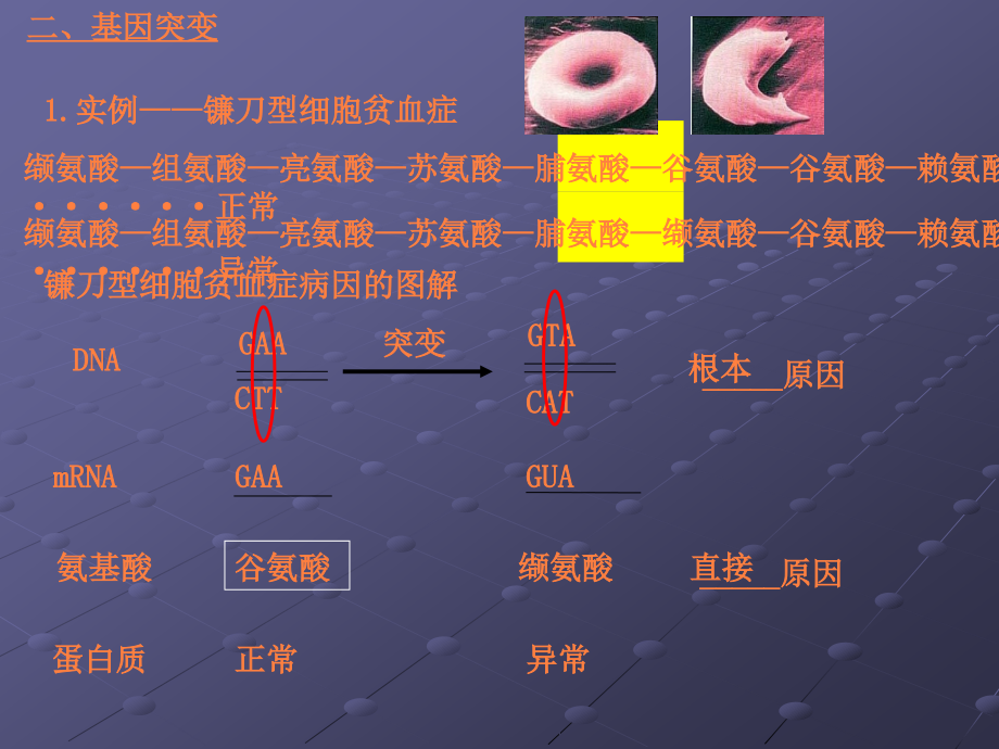 课件：高中生物《基因突变及其他变异》专题_第4页