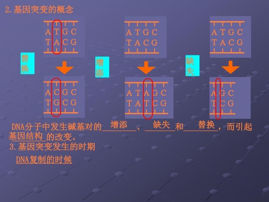 课件：高中生物《基因突变及其他变异》专题_第5页