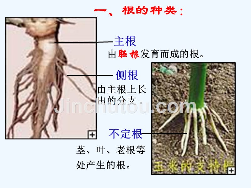 江苏地区 苏教版生物七年级上课件：3.5.2《植物根的生长》_第4页