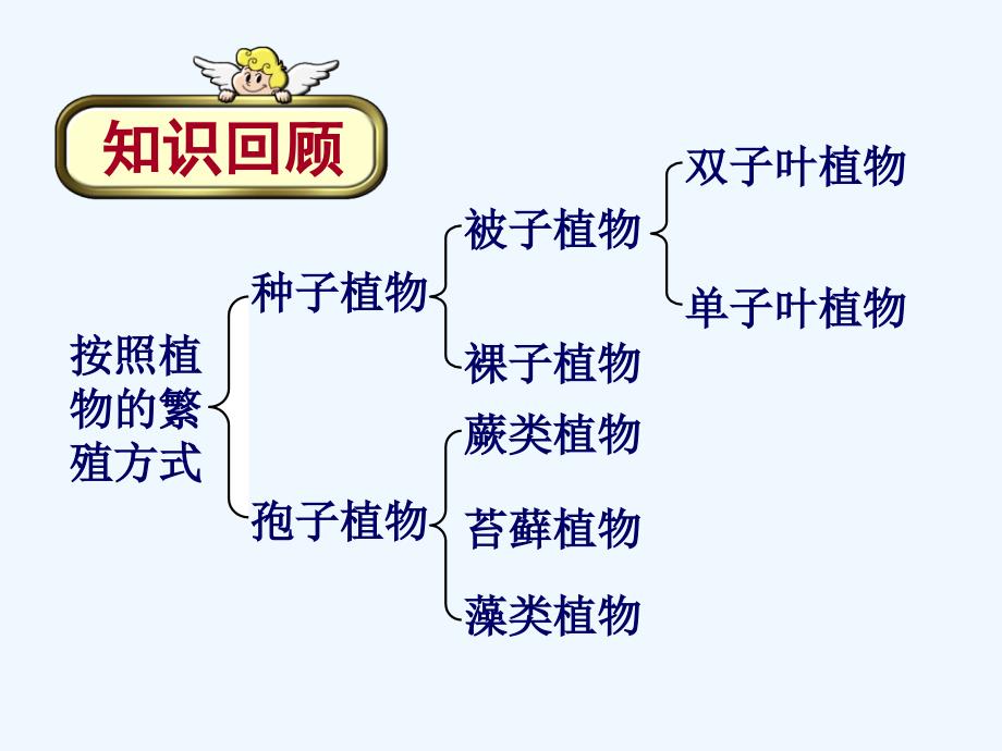 生物：冀教版七年级上五《食用藻类》课件_第3页