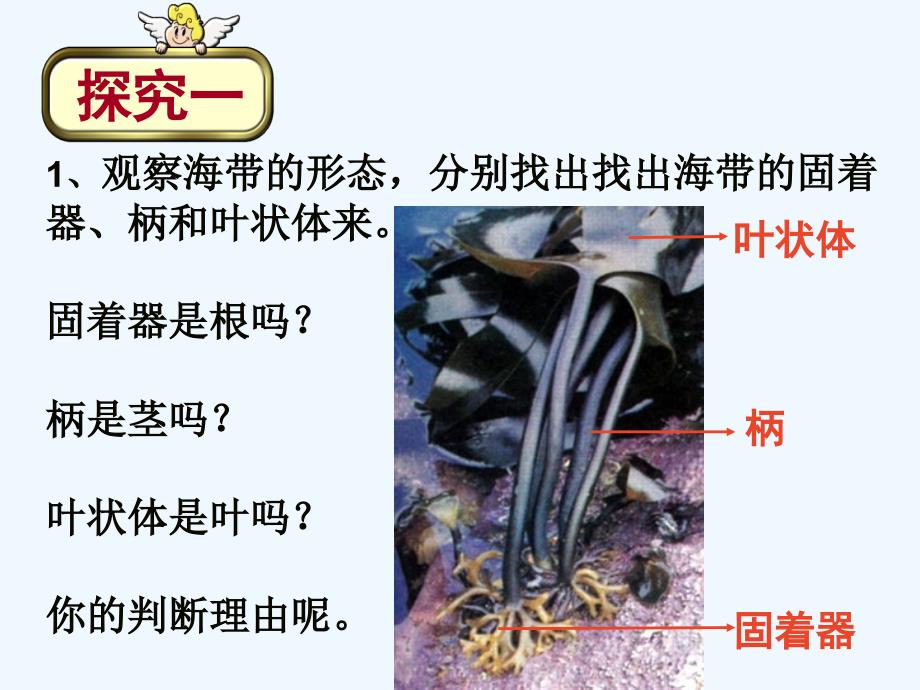 生物：冀教版七年级上五《食用藻类》课件_第4页