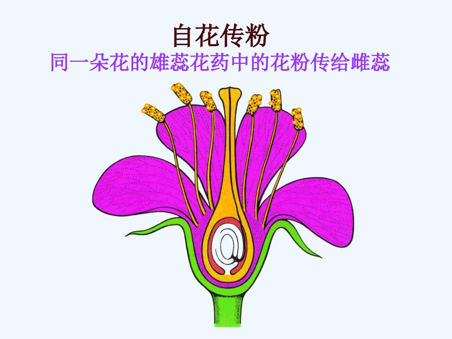 甘肃省瓜州县第二中学苏教版八年级生物下册 21.2.2植物的有性生殖（课件）_第4页