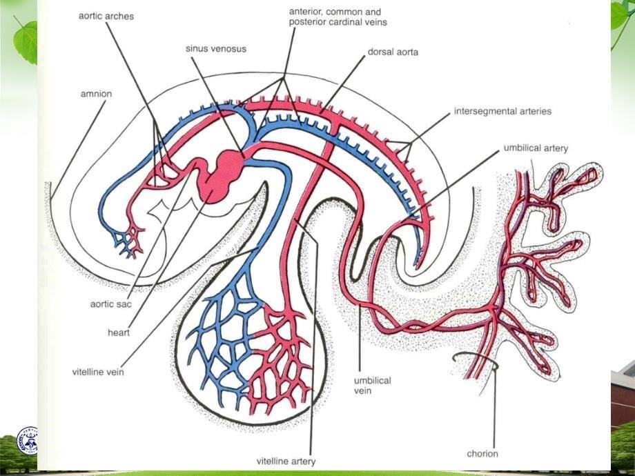 课件：心血管系统发生_第5页