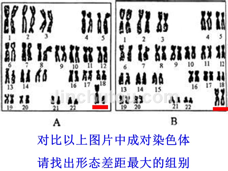 《人的性别决定》课件_第3页