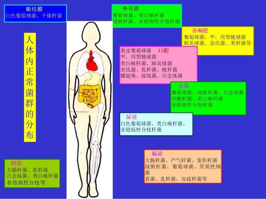 医学微生物学第7章细菌的感染与免疫_第5页