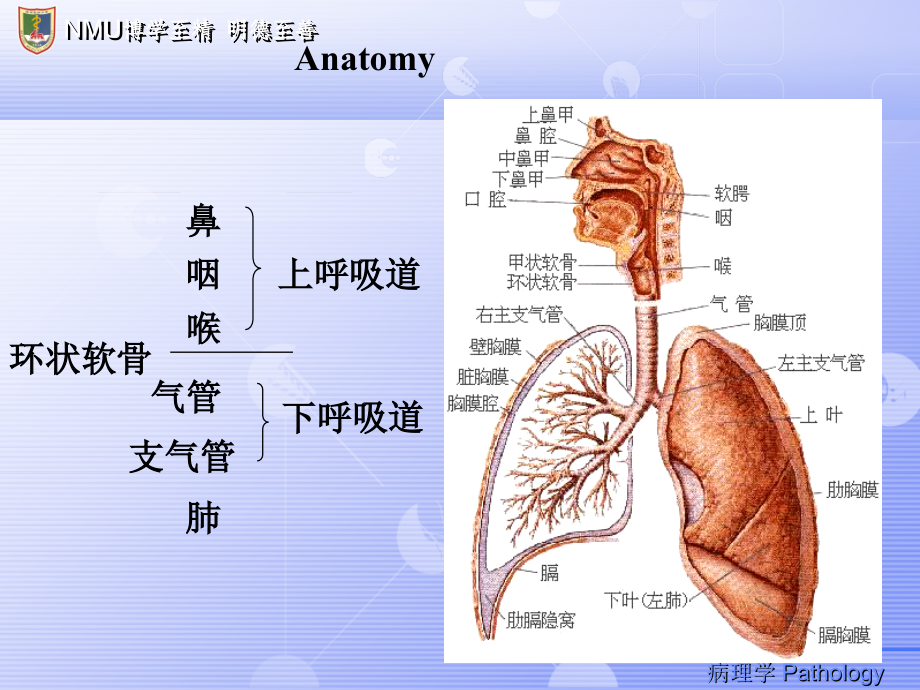 《呼吸系统中英》ppt课件_第2页