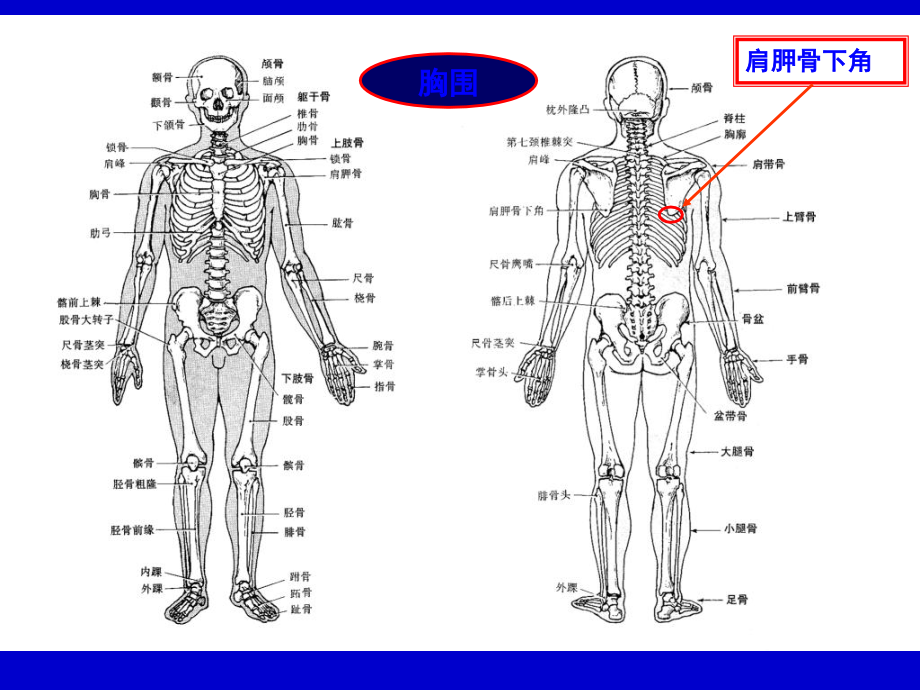 《人体体格测量》ppt课件_第3页
