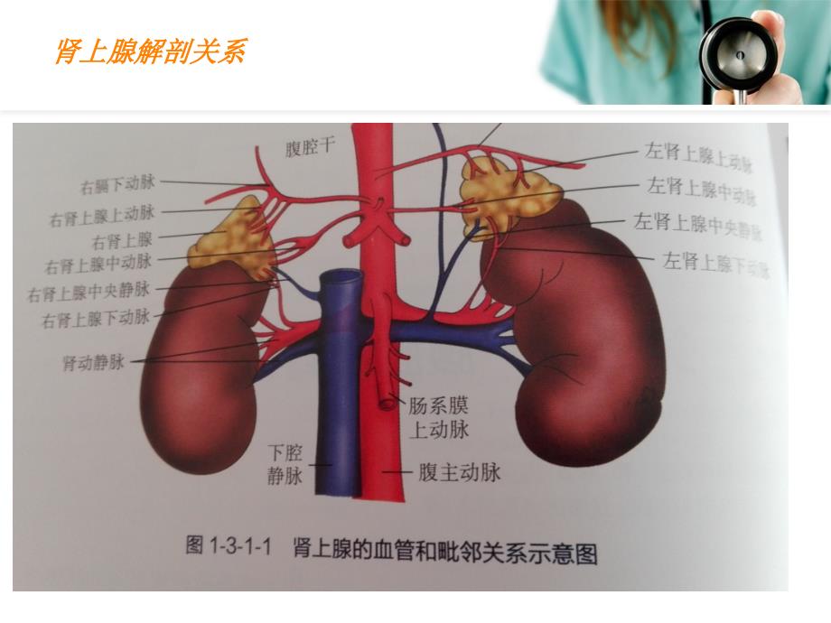 课件：解剖性肾上腺切除_第3页