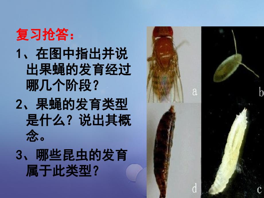 八年级生物上册4.2.1昆虫的生殖和发育（第2课时）课件（新版）济南版_第1页