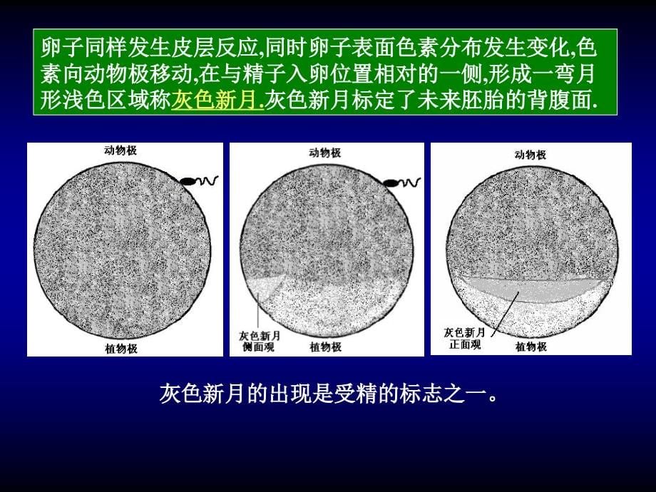 《两栖类的发生》ppt课件_第5页