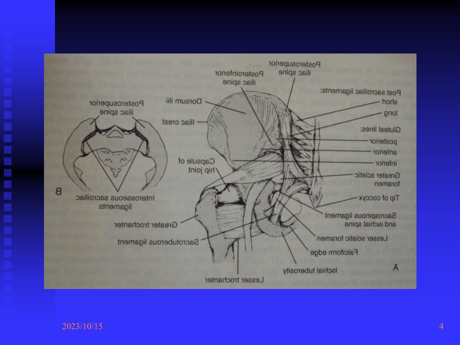 课件：骨盆的临床解剖_第4页