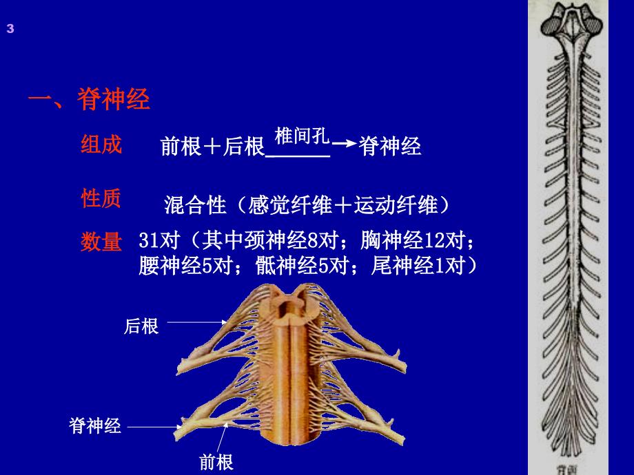 《周围神经系统》课件_第3页