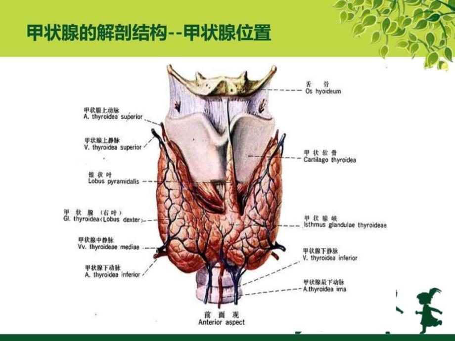 课件：甲状腺癌疾病查房_第4页