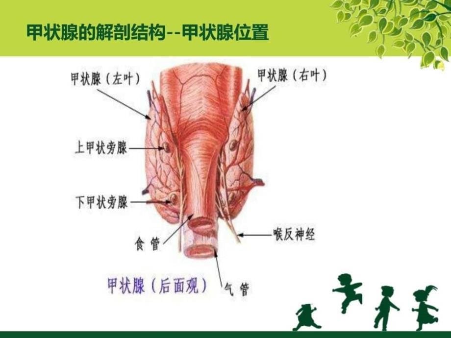 课件：甲状腺癌疾病查房_第5页