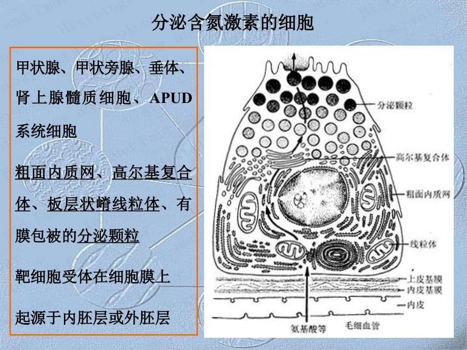 《全组织胚胎学》ppt课件_第5页