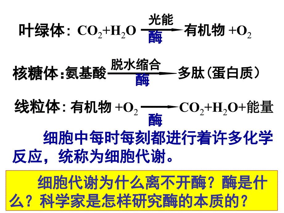 zpp51酶的作用和本质_第3页