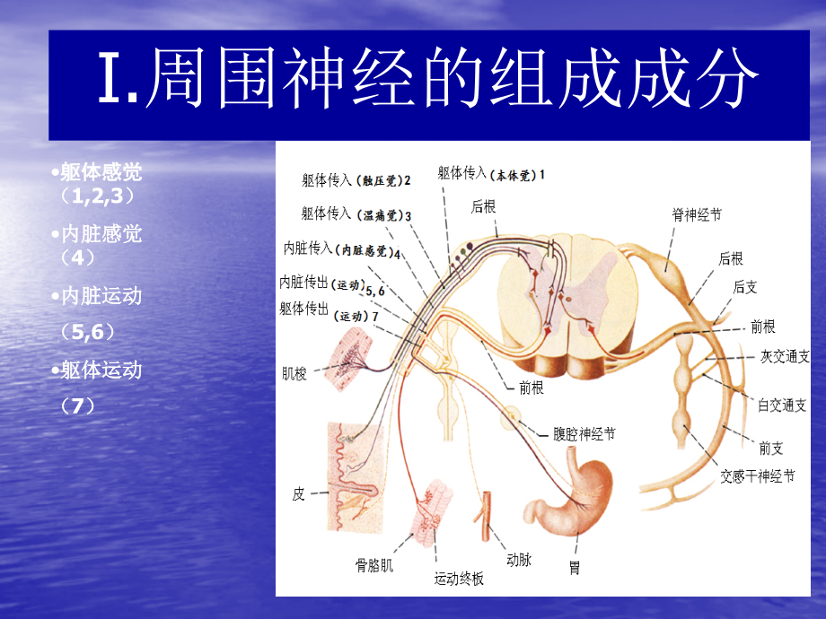 课件：区域阻滞神经解剖_第4页