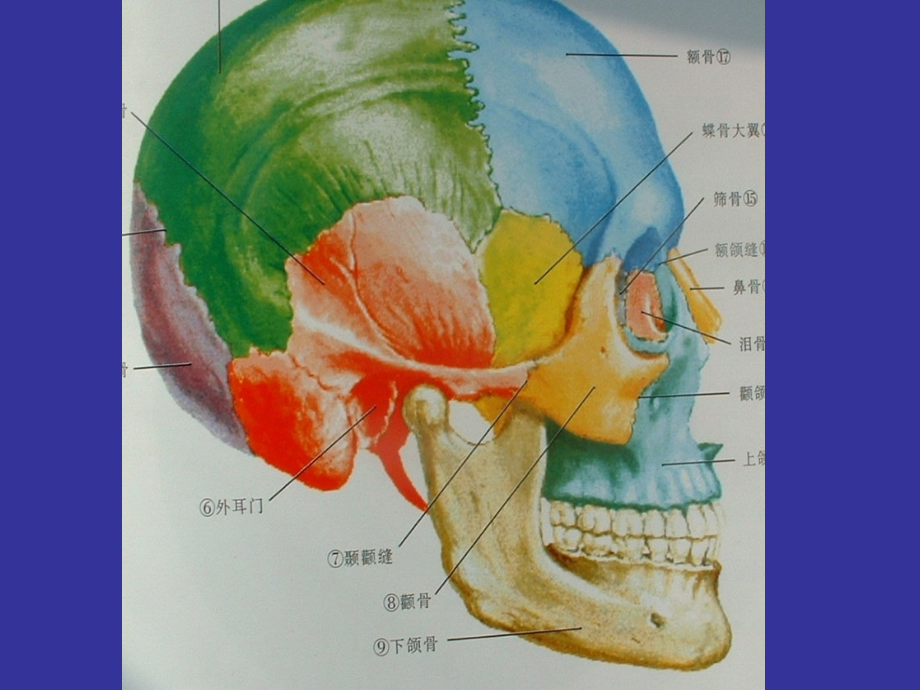 课件：颌面部骨与肌肉_第4页