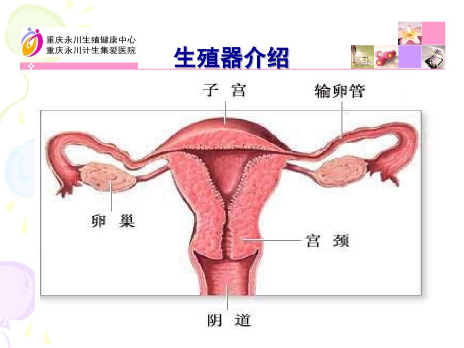 《健康宫颈》ppt课件_第2页