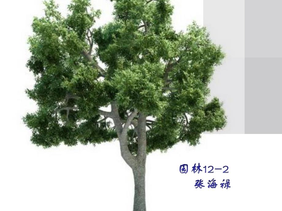 《大叶白蜡张海禄》ppt课件_第1页