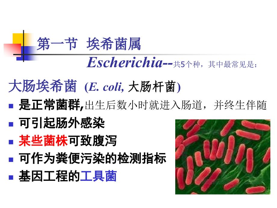 《消化感染菌》ppt课件_第4页