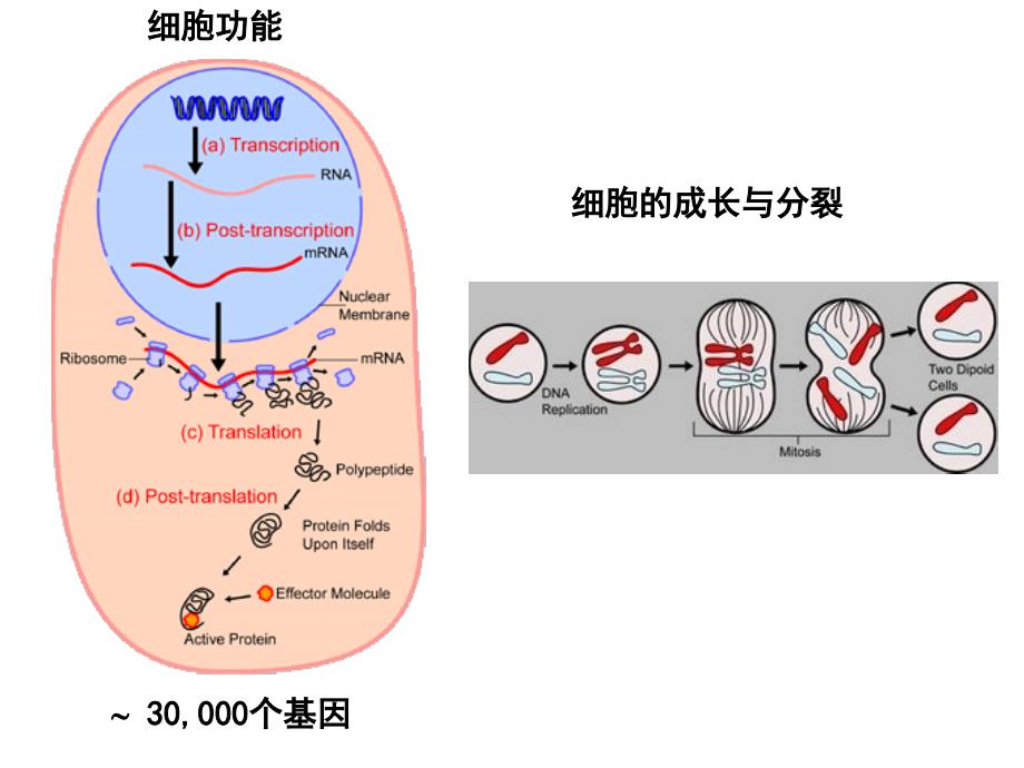 《金紫肽干细胞》ppt课件_第2页