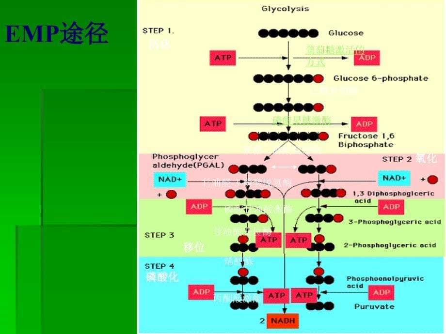 微生物的代谢第一节微生物的能量代谢_第5页